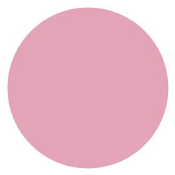 Gerbera Pink